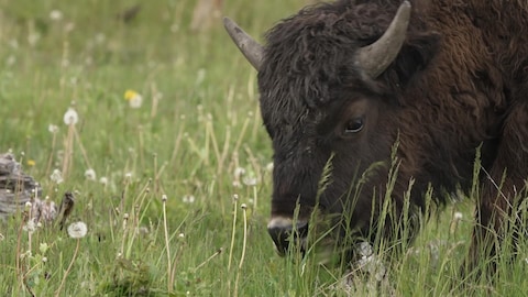 Un bison broute dans la plaine.