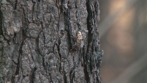 Un insecte sur un tronc d'arbre calciné.