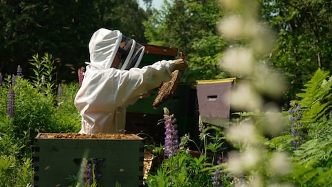 Une apicultrice soulève un cadre plein d'abeilles..