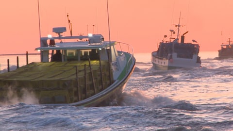 Des bateaux de pêches partent vers le large.