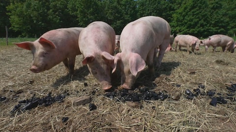 Des porcs mangent du biochar.