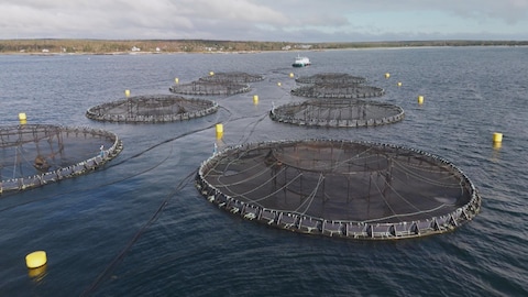 Des enclos de saumons dans une baie de la Nouvelle-Écosse.