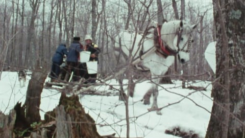 Un cheval tire un traineau dans une érablière dans les années 70.