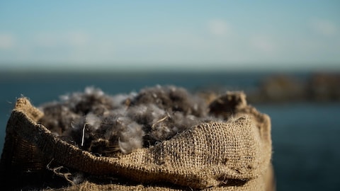 Un sac de jute rempli de duvet.