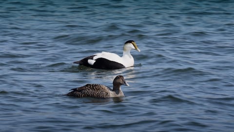 Un couple de canards eider sur l'eau.