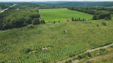 Vue aérienne d'une parcelle de terre cultivable dans laquelle on a planté de jeunes arbres.