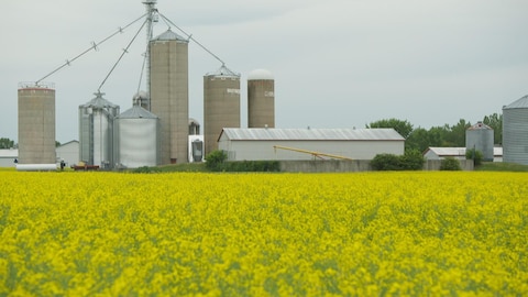 Un champ de soya en fleurs et des bâtiments de ferme.