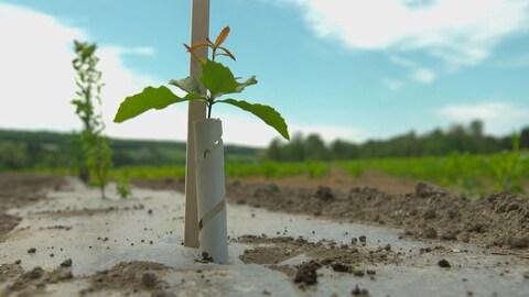 Une jeune pousse d'arbre plantée en bordure d'un champ.