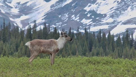 Un caribou devant une montagne enneigée de la Colombie-Britannique.
