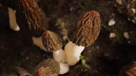 Des champignons morille en terre.