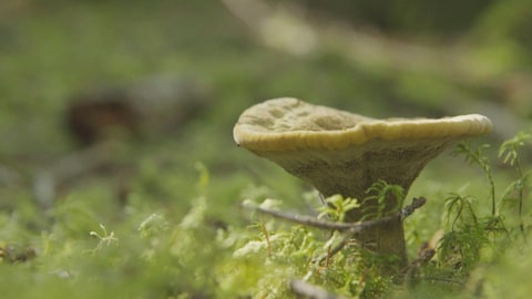 Un champignon dans une forêt de la Colombie-Britannique.
