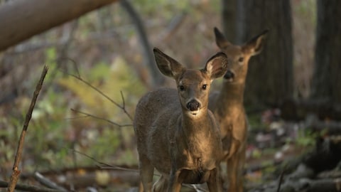 Deux cerfs de Virginie en forêt.