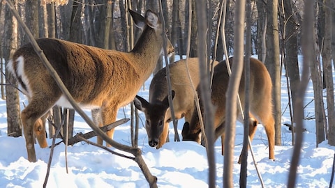 Trois cerfs de Virginie dans un boisé l'hiver.