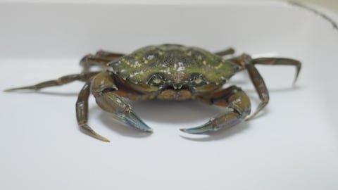 Un crabe vert.