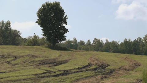 Des traces de tracteur dans la boue sur un champ agricole en culture.