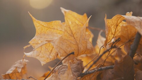 Plan rapproché de feuilles d'érable au sol.