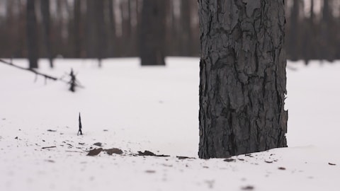 Un tronc d'arbre calciné en hiver.