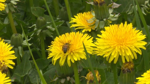 Plan rapproché de pissenlits et d'une abeille qui butine.