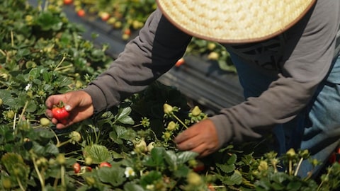 Radio-Canada Une personne cueille des fraises à la main en Californie.