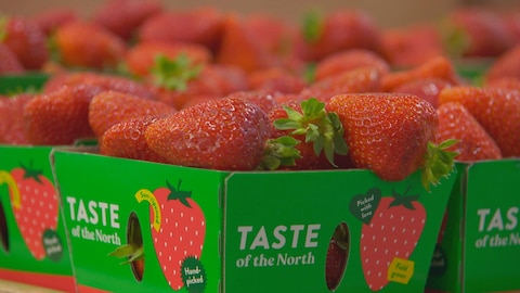 Des fraises du Québec dans un panier à l'étiquetage anglophone.
