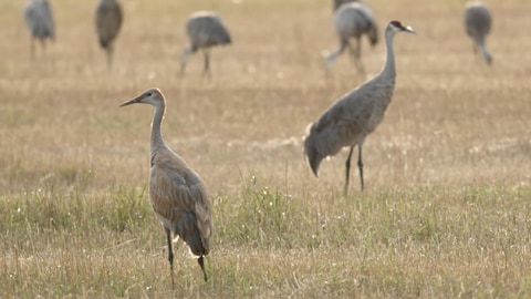 Des grues du Canada dans un champ.