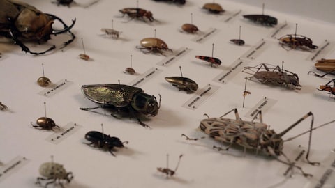 Des insectes épinglés sur une planche d'identification.
