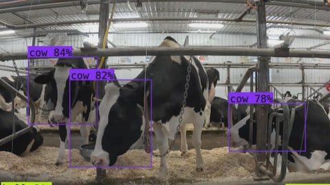 Un images de vaches laitières analysée par l'intelligence artificielle.