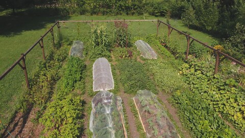 Un grand potager entouré d'une clôture.