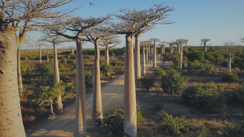 Des arbres baobabs de Madagascar
