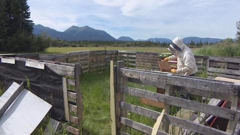 Un apiculteur vérifie l'état de ses ruches.