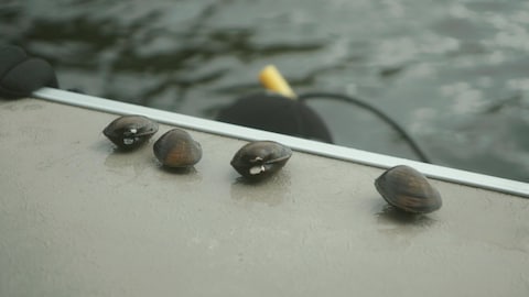Des moules obovaries olivâtres déposées sur le quai.