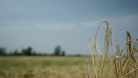 Quelques tiges d'orge dans un champ.