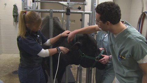 Une étudiante en médecine vétérinaire effectue une échographie sur une vache sous la supervision d'un professeur.