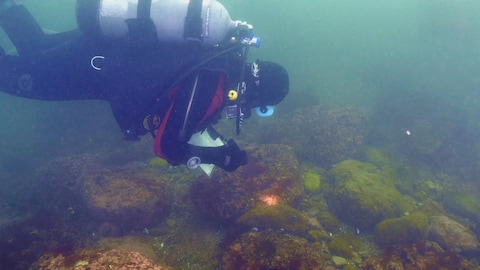 Un plongeur observe le fond marin