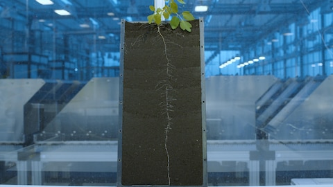 Un dispositif en verre permet de voir les racines sous la terre.