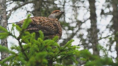 Un tétras du Canada perché dans un arbre résineux.