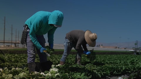 Deux travailleurs immigrants récoltent des laitues dans un champ en Californie.