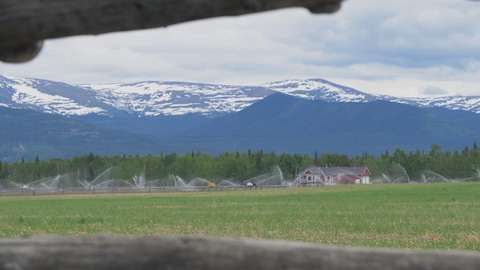 Un champ agricole au Yukon et des montagnes enneigées en arrière plan