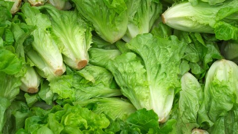 Des laitues romaines fraîches en vente dans un marché. 