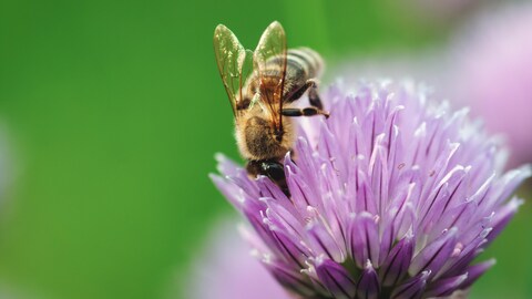 Une abeille dans une fleur de ciboulette.