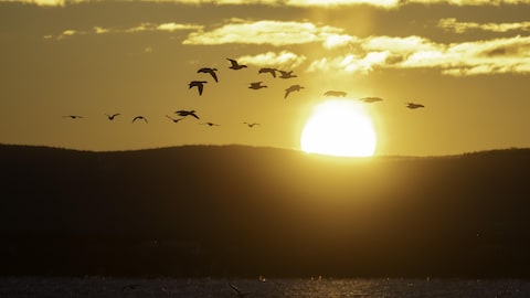 Des oies des neiges en train de voler devant un lever de soleil l'été.