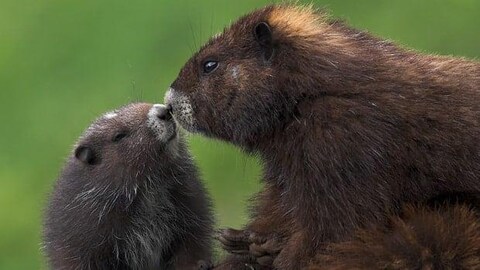 A marmot and its baby touch noses.