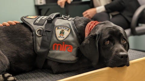 Un chien d'assistance portant un dossard Mira est couché dans une salle d'entrevue aux côtés d'une sergente-détective. 
