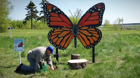 Louis-Émile se penche pour planter de l'asclépiade près d'un papillon monarque géant.