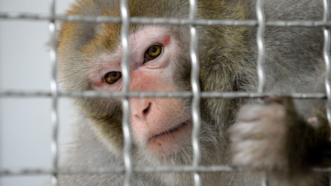 Getty Images / AFP / JEAN-FRANCOIS MONIER Plan rapproché d'un singe tenant d'une main un barreau de sa cage.