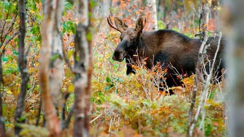 A moose.