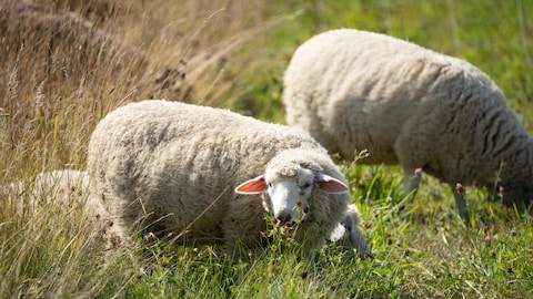 Un mouton broute paisiblement.