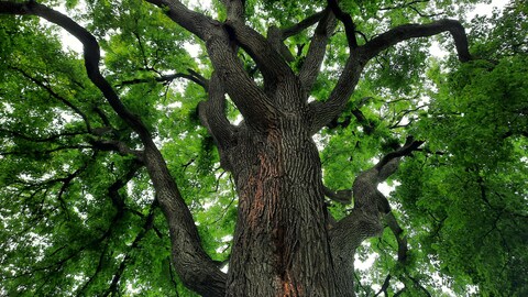 Un orme impressionnant en contre-plongée, avec son déploiement impressionnant de branches en hauteur