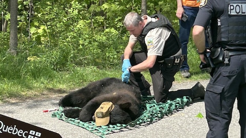 L'ours couché au sol entouré d'agents de la faune et de policiers.