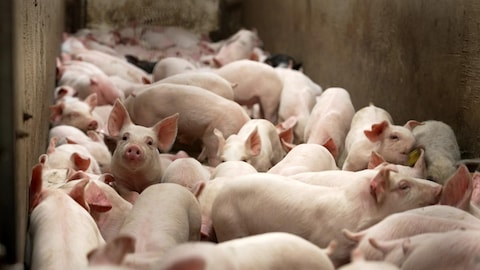 De jeunes porcs dans une porcherie.